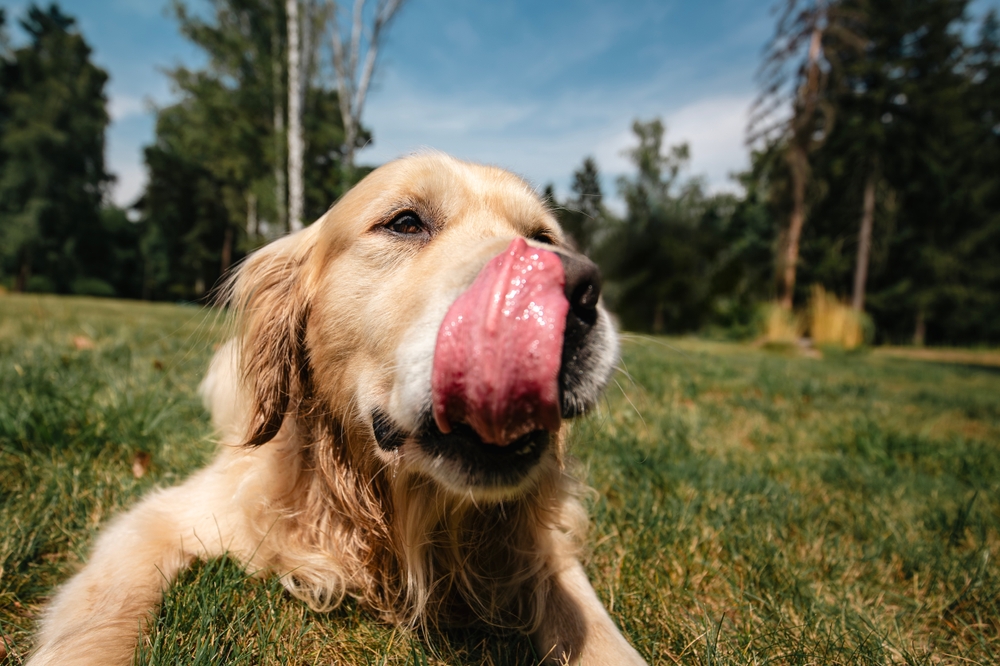 Cane, cose strane che fa e che invece sono normali